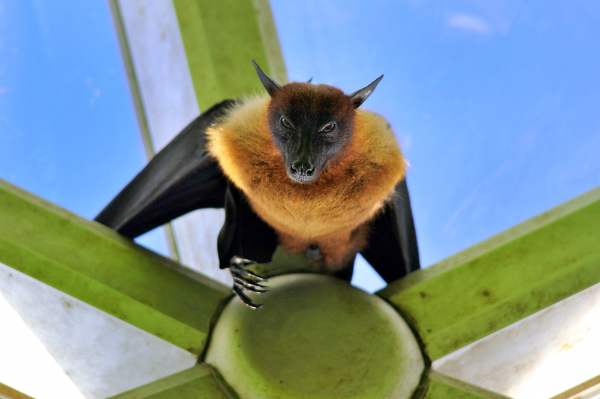Golden Crowned Flying Fox - Facts, Size, Diet, Pictures - All Animal Facts