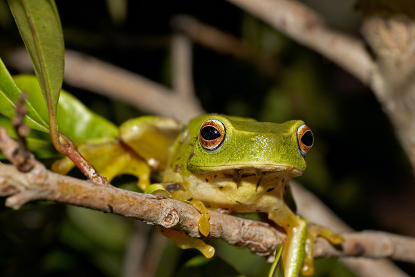 Green Tree Frog Image