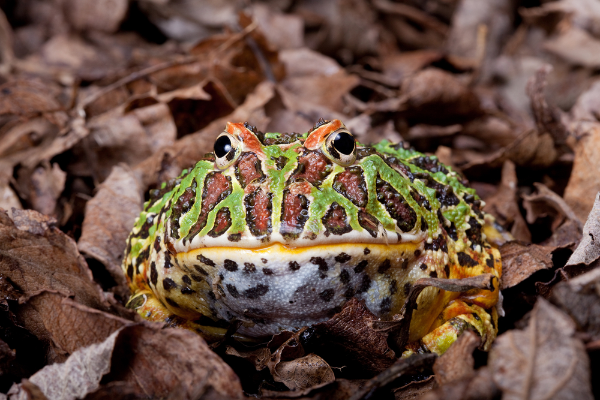 Horned Frog Image