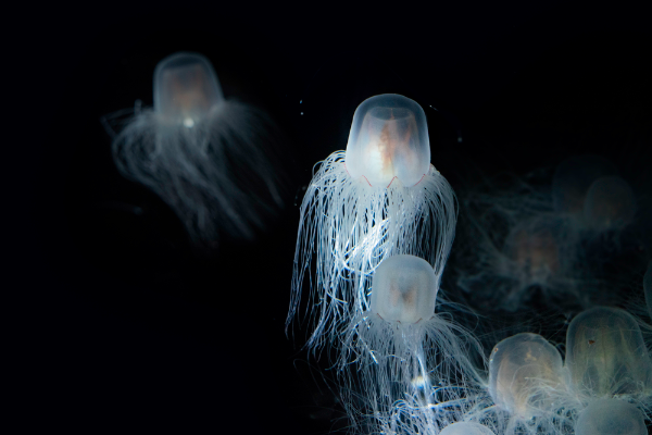 Immortal Jellyfish Image
