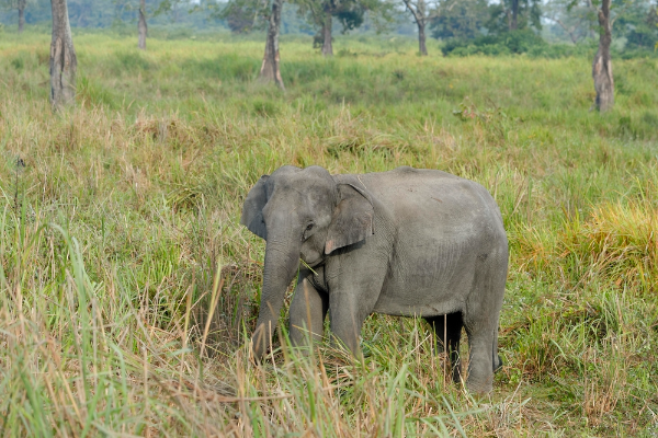 Indian Elephant Image