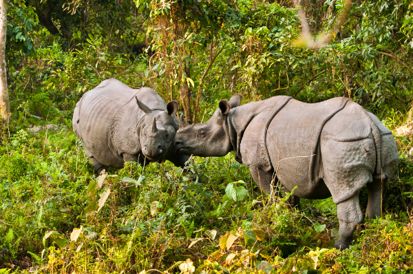Indian Rhinoceros Image
