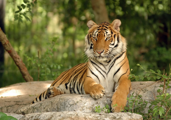 Indochinese Tiger Image