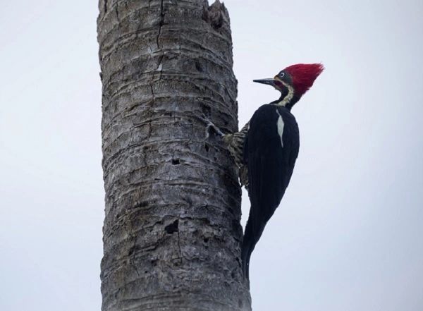 Ivory Billed Woodpecker Image