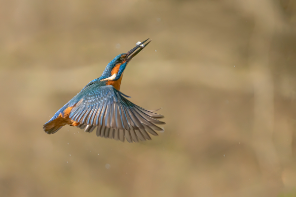 Kingfisher Image