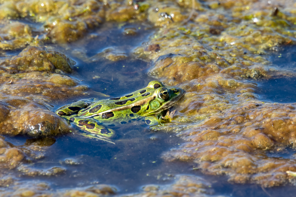 Leopard Frog Image