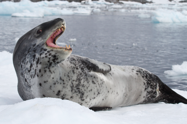 Leopard Seal Image