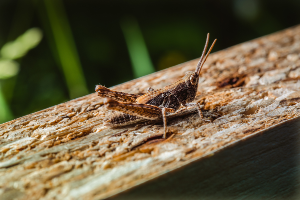 Locust Image