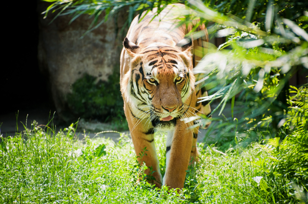 Malayan Tiger Image