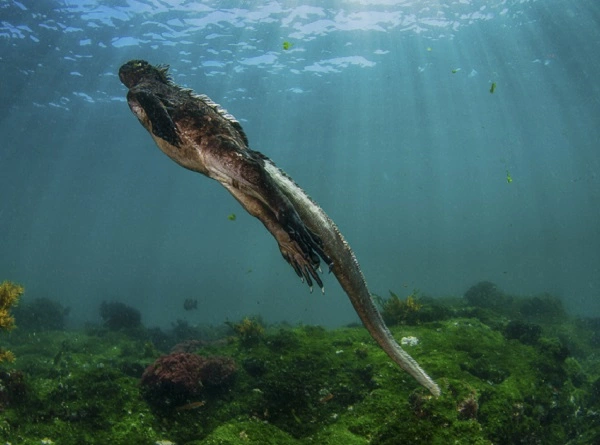 Marine Iguana Image
