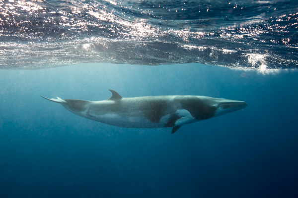 Minke Whale Image