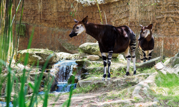 Okapi Image
