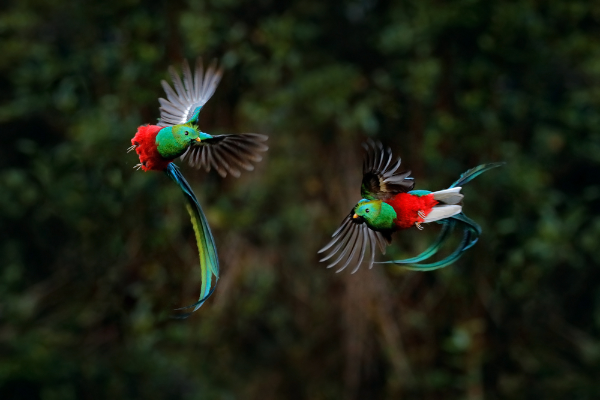Quetzal Image
