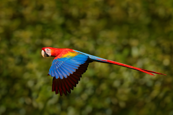 Scarlet Macaw Image