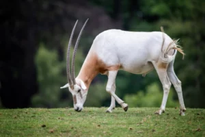 Scimitar Horned Oryx Image