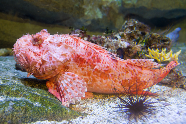 Scorpion Fish Image