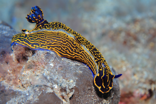 Sea Slug Image