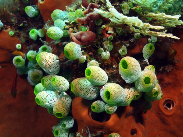 Sea Squirt Image