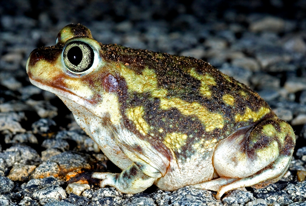 Spadefoot Toad Image