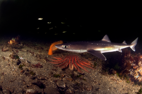 Spiny Dogfish Image