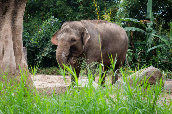 Sumatran Elephant Image