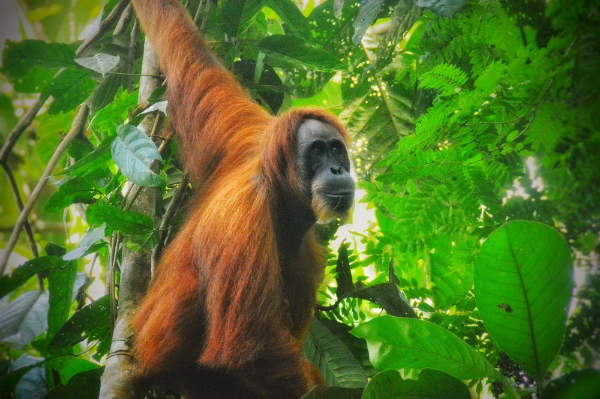 Sumatran Orangutan Image