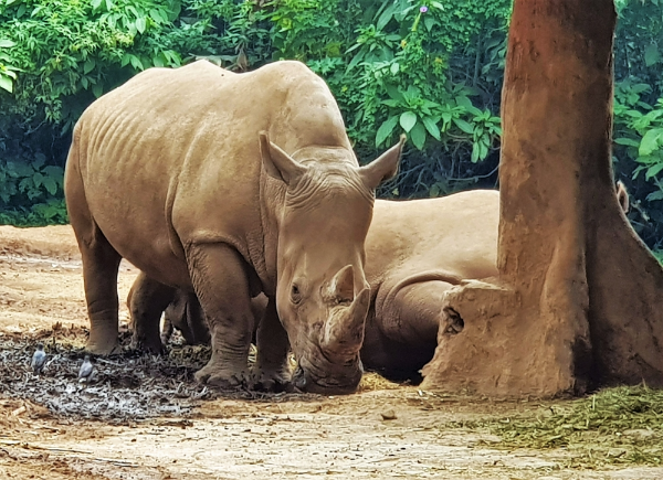 Sumatran Rhinoceros Image