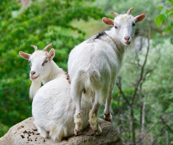 American Pygmy Goat Image
