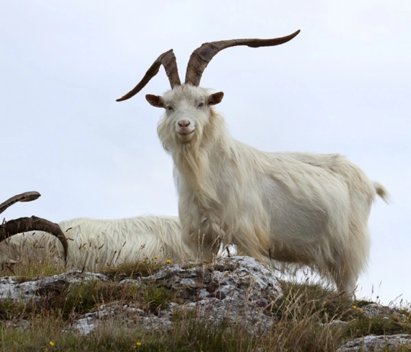 Cashmere Goat Image