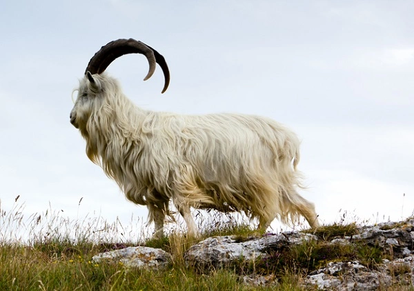 Cashmere Goat - Facts, Size, Diet, Pictures - All Animal Facts