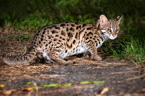 Leopard Cat Image