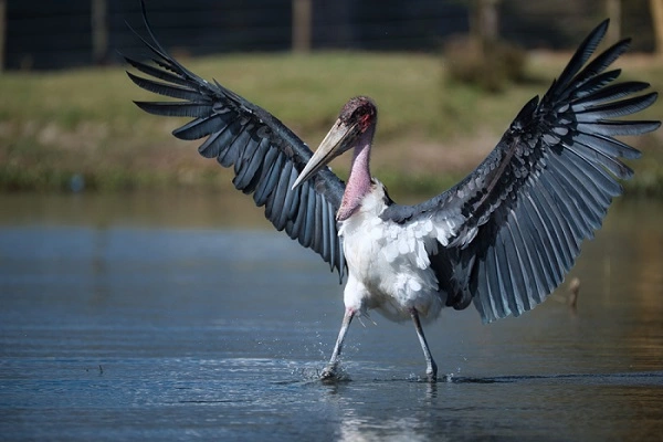 Marabou Stork Image
