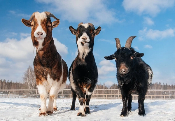 Nigerian Goat Image
