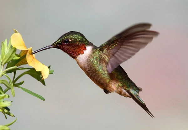 Ruby Throated Hummingbird Image