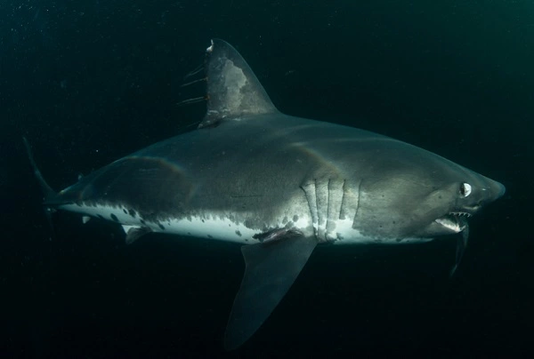 Salmon Shark Image