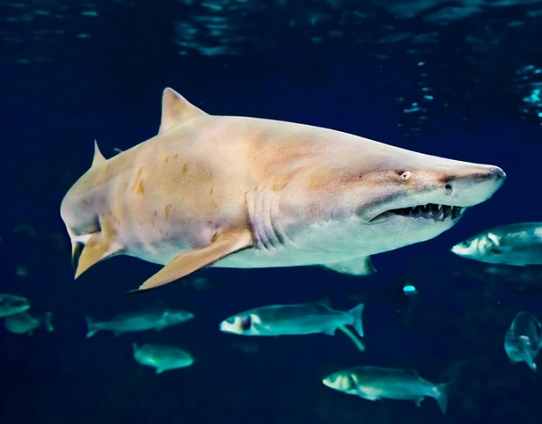 Sand Tiger Shark Image