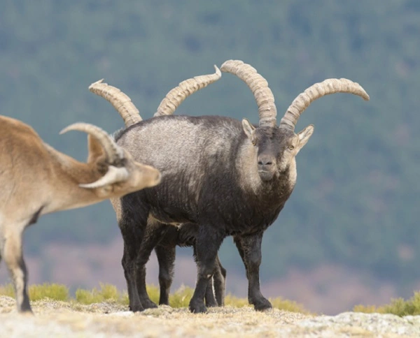 Spanish Goat Image