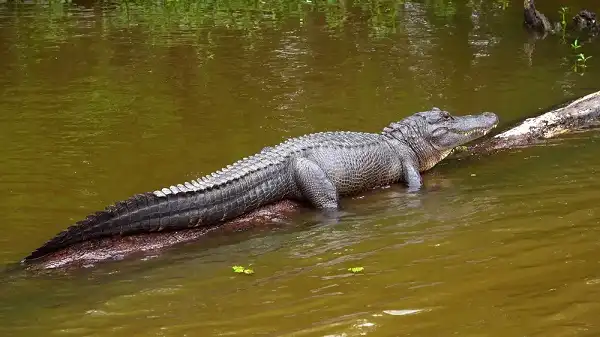 Alligator Image
