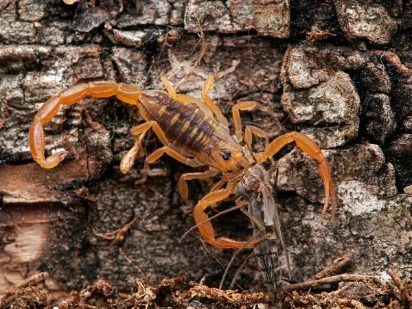 Arizona Bark Scorpion Facts