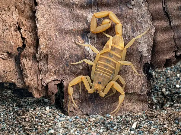 Arizona Bark Scorpion Image