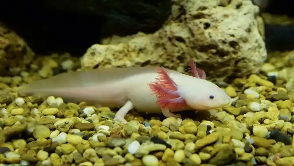 Axolotl Image