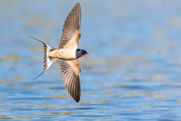 Barn Swallow Facts