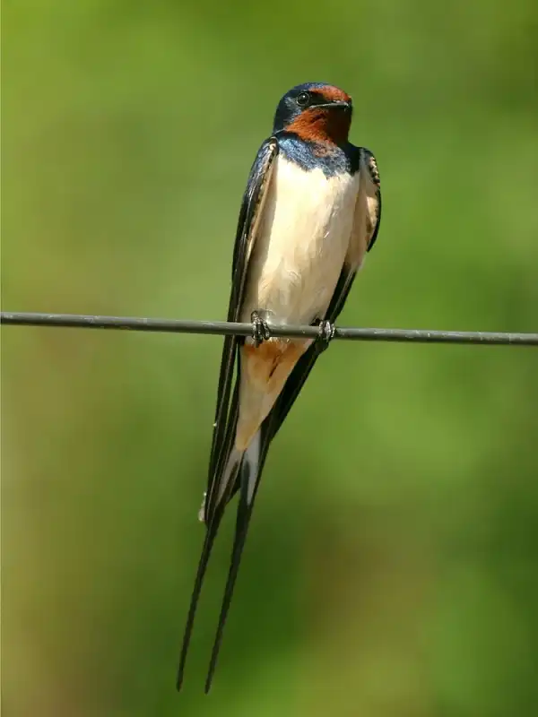 Barn Swallow Image