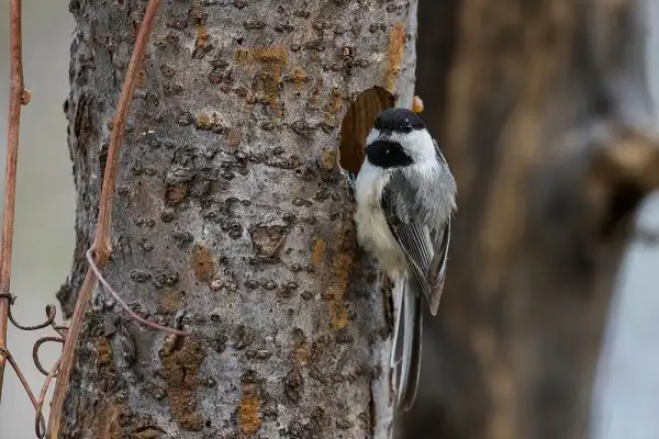 Black Capped Chickadee Facts