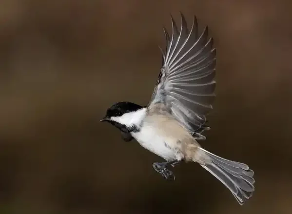 Black Capped Chickadee Picture