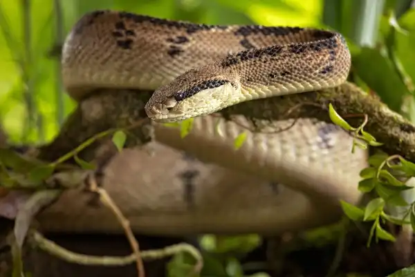 Bushmaster Snake Facts