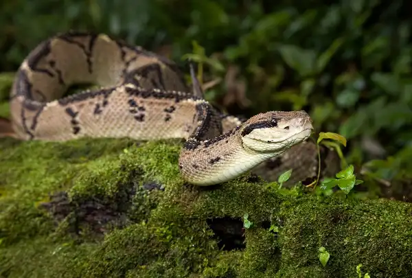 Bushmaster Snake Picture
