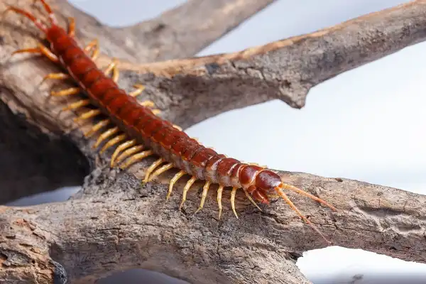 Centipede Facts