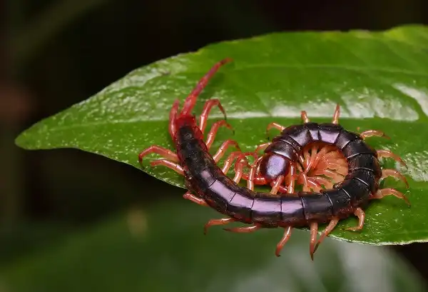 Centipede Image
