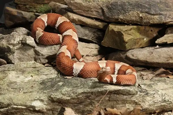 Copperhead Facts